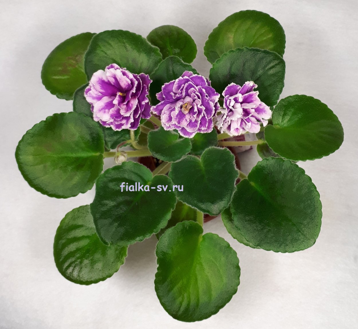 Фиалка Ле опиум спорт