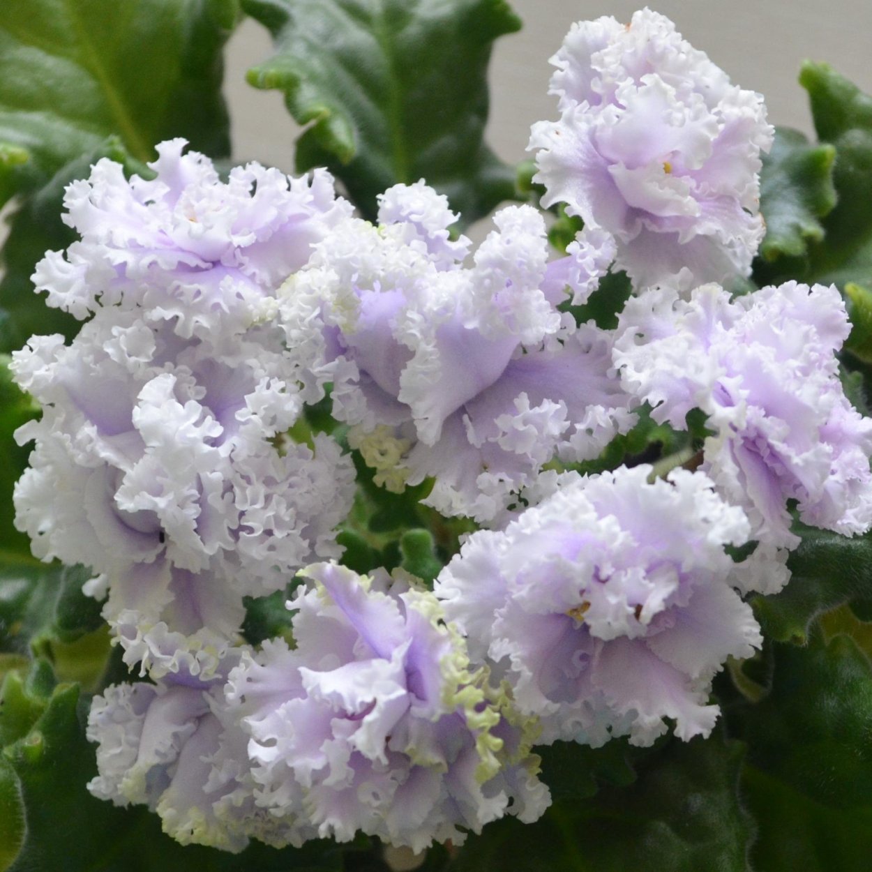 РС Марсела фиалка