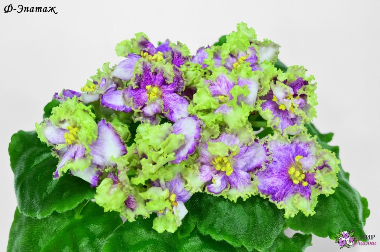 БАД Вероника новый стандарт фиалка