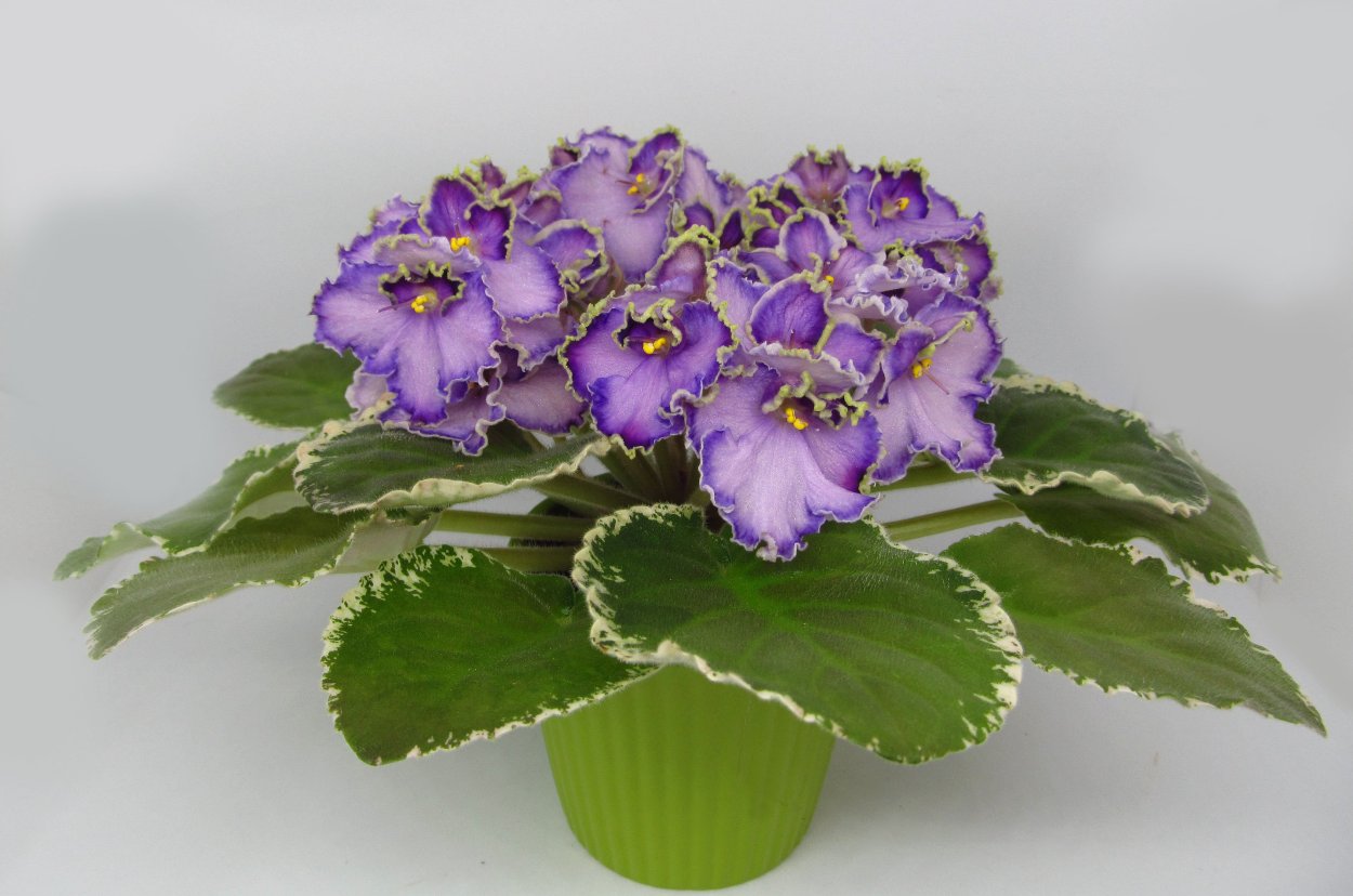 Фиалка Ле Галатея