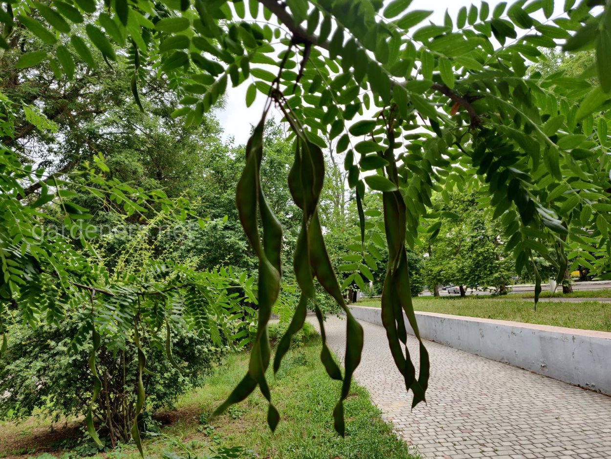 Гледичия трёхколючковая (Gleditsia triacanthos)