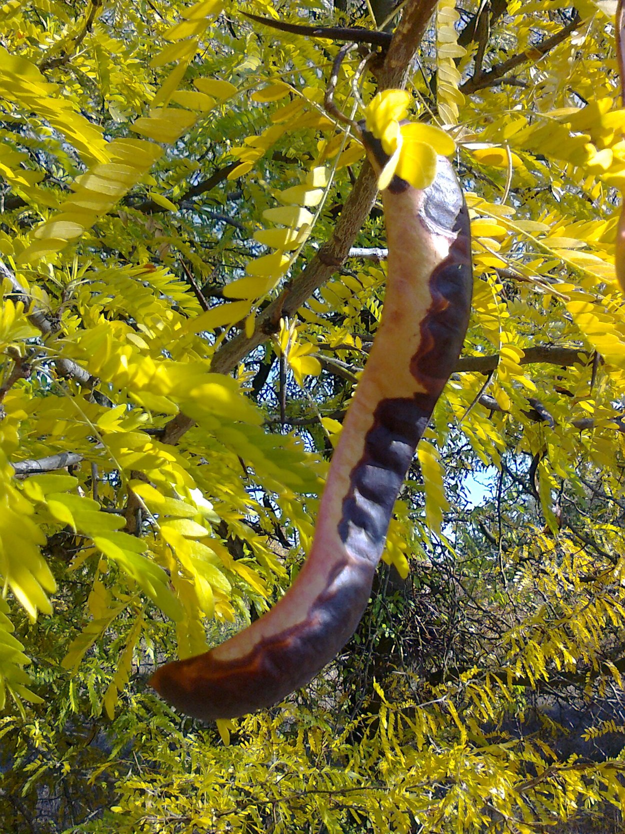 Гледичия обыкновенная Gleditsia triacanthos