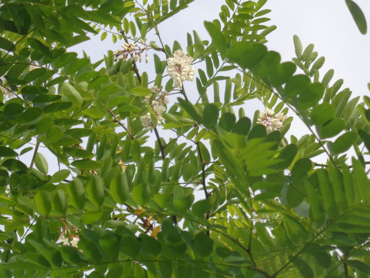 Александрийская Акация