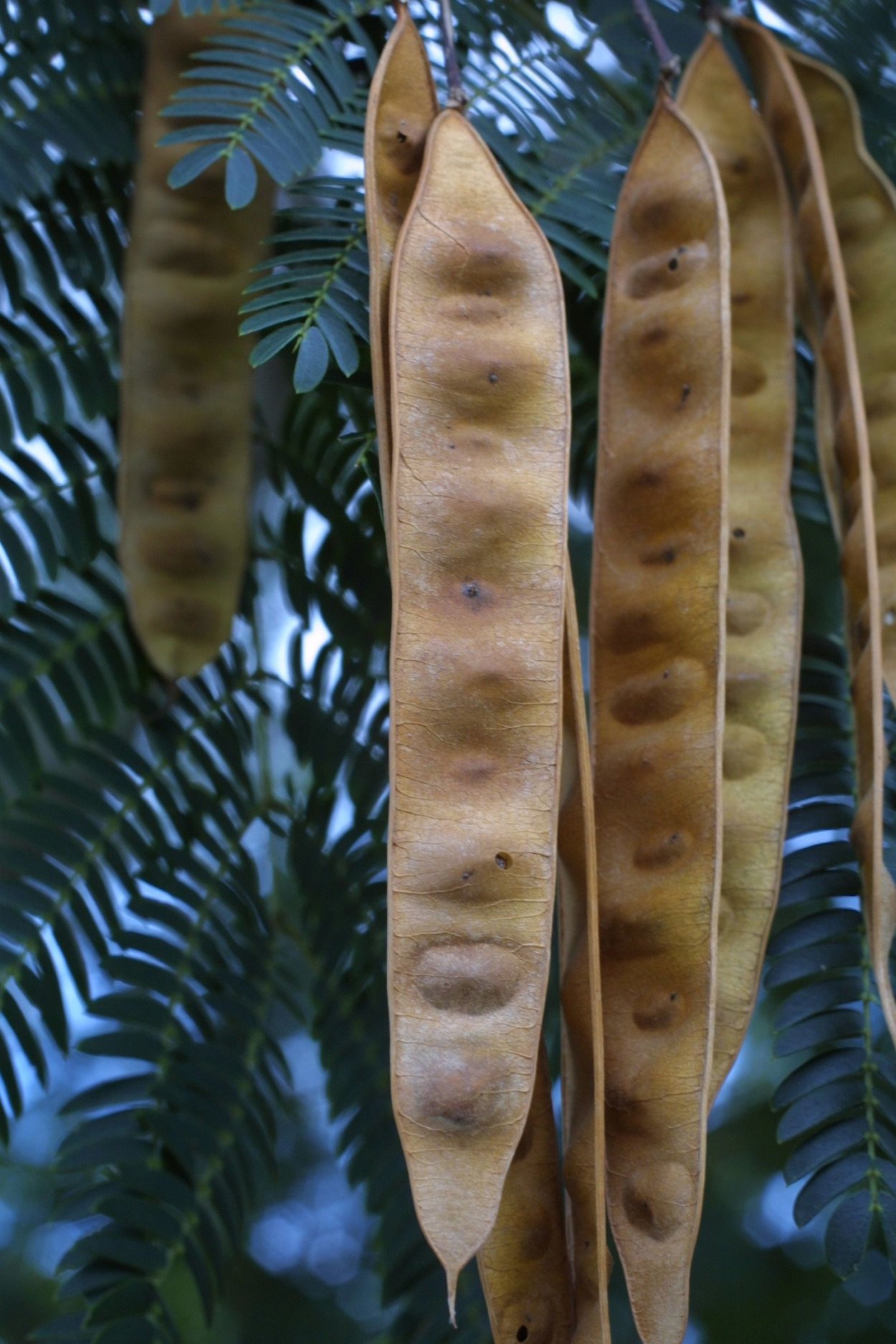 Акация Альбиция ленкоранская стручки