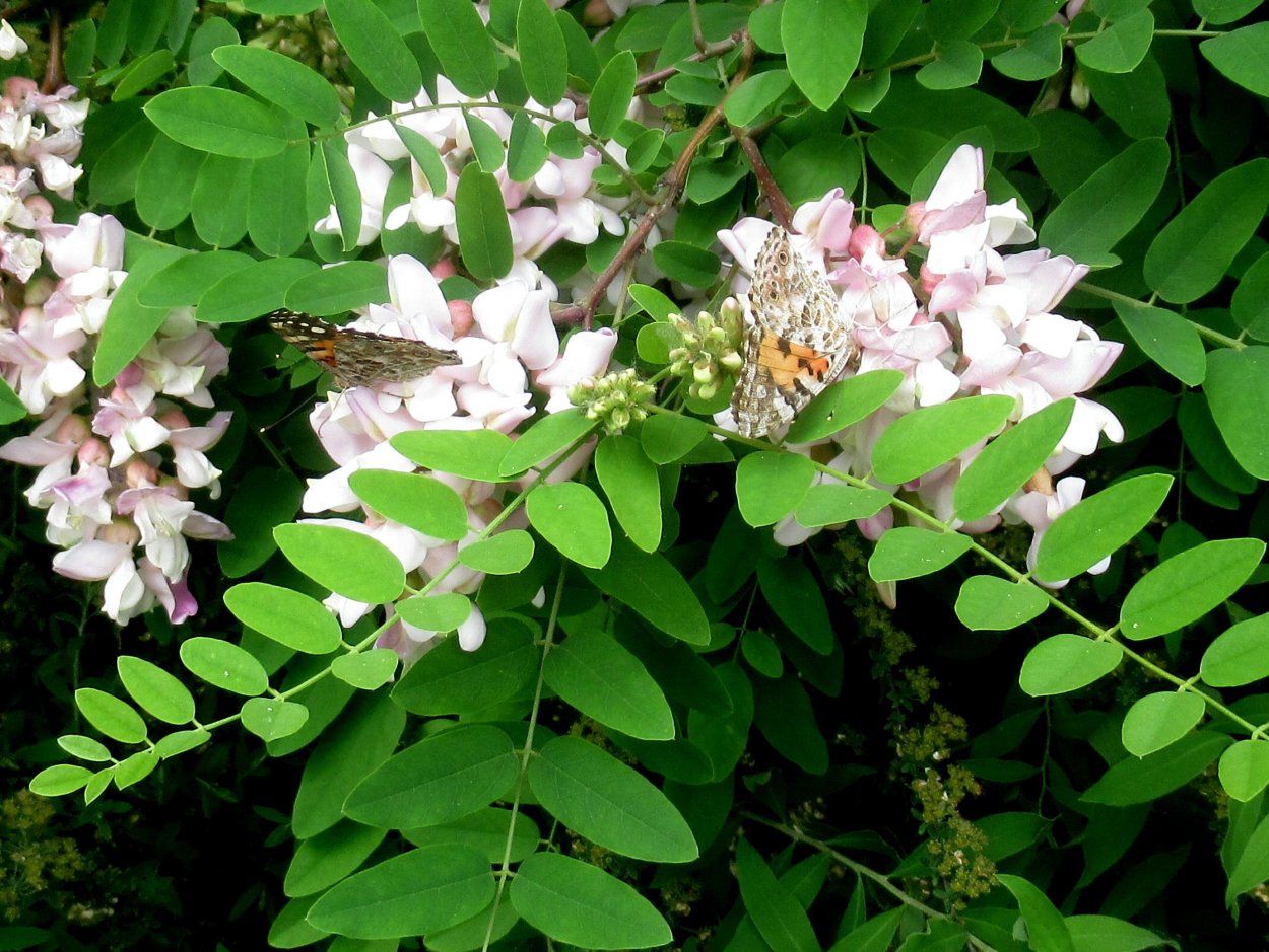 Робиния Лжеакация