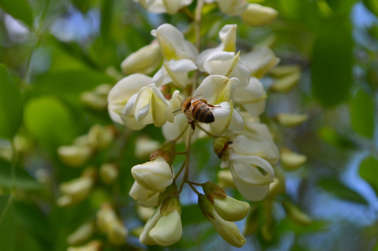 Белая Акация цветение