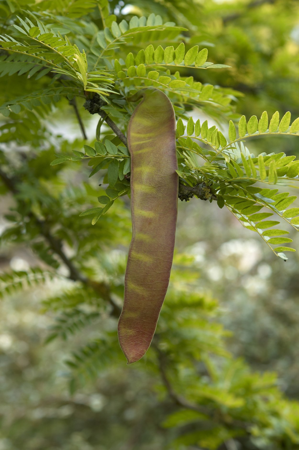 Гледичия трёхколючковая дерево