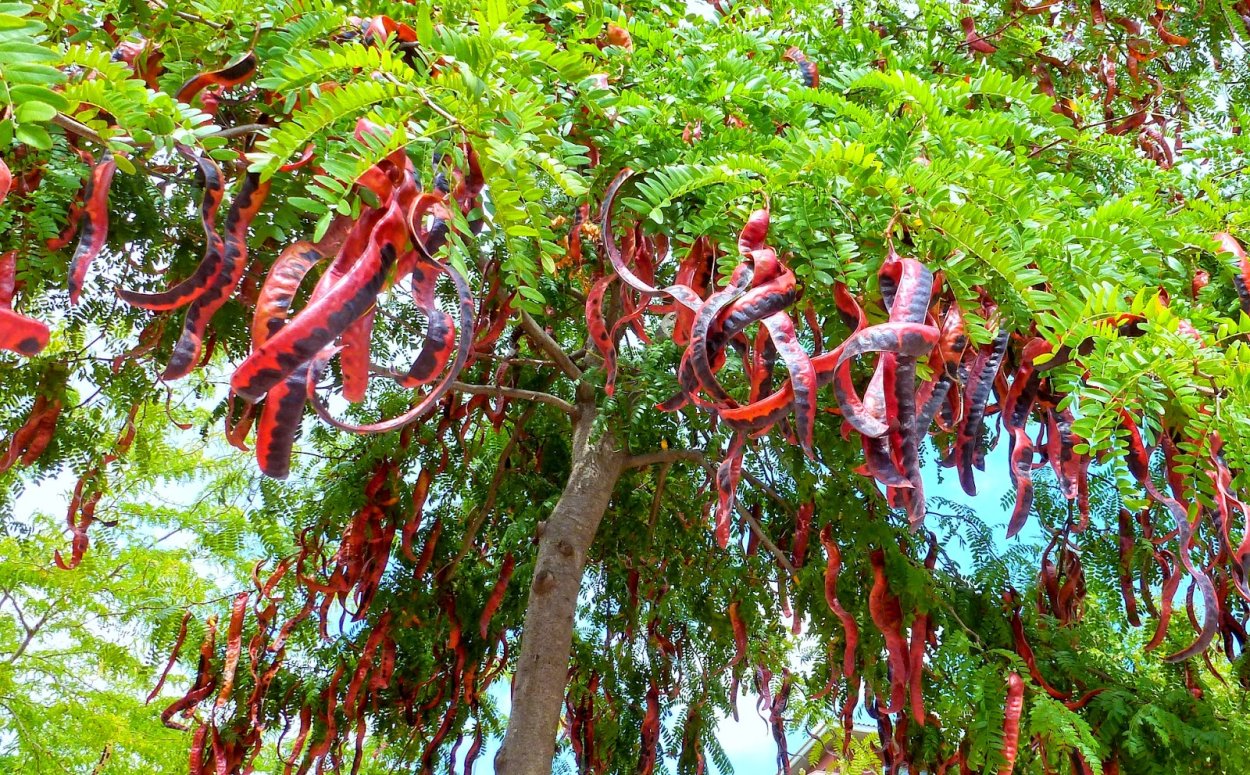 Гледичия дерево