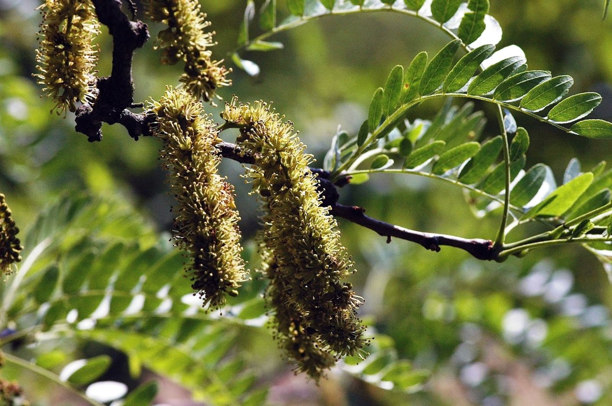Гледичия обыкновенная (трехколючковая)