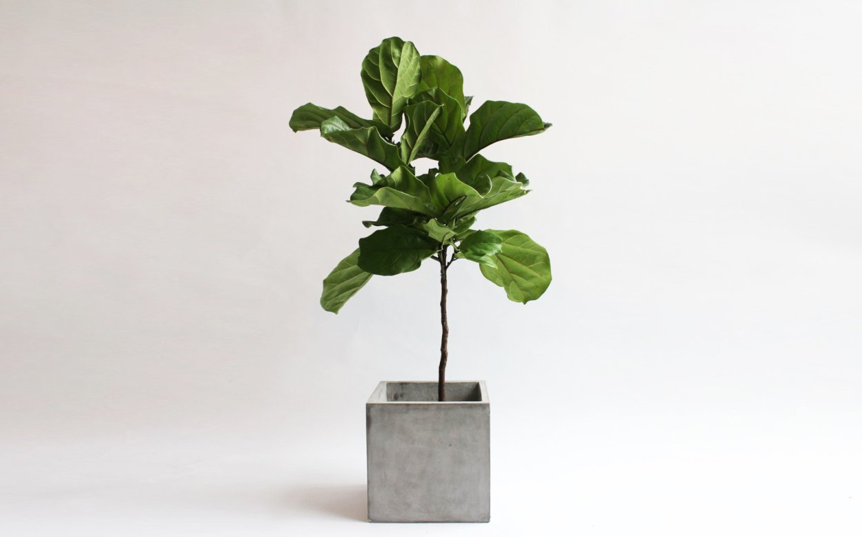 Лирата Колумнарис фикус лировидный