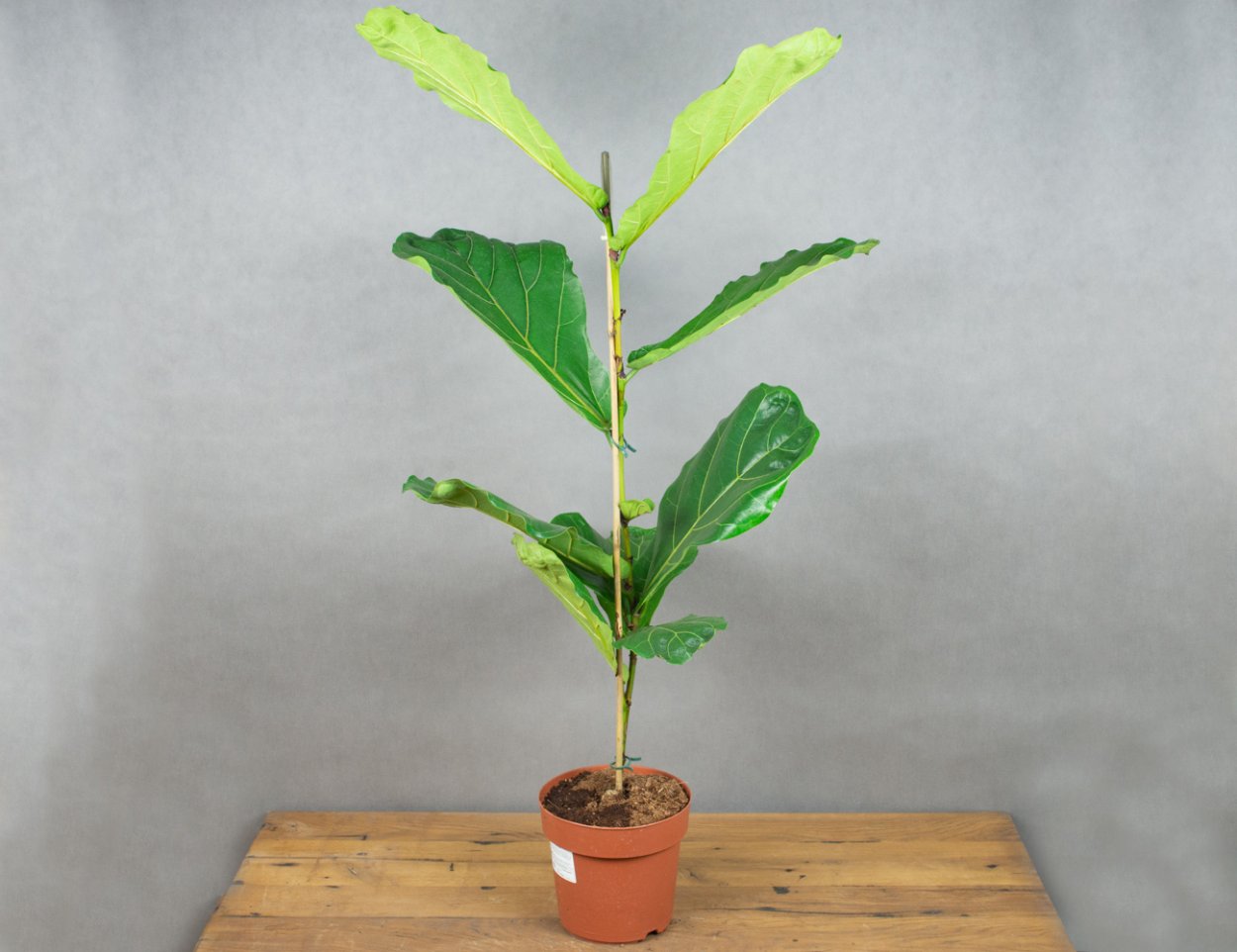 Интересный фикус