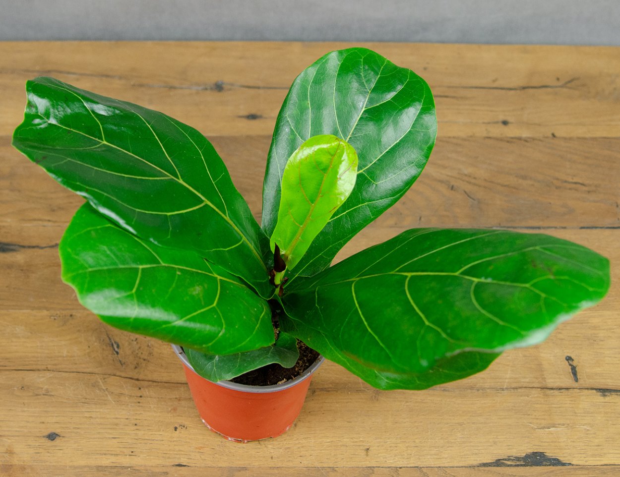 Фикус лирата Колумнарис