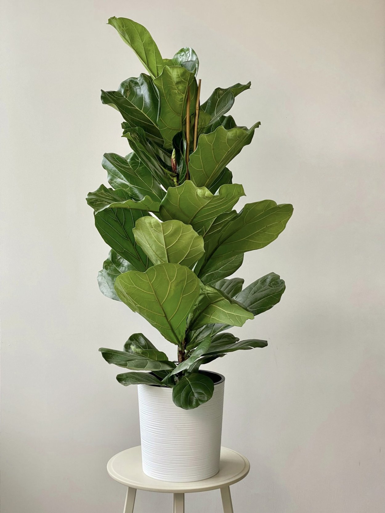 Фикус лирата в живой природе