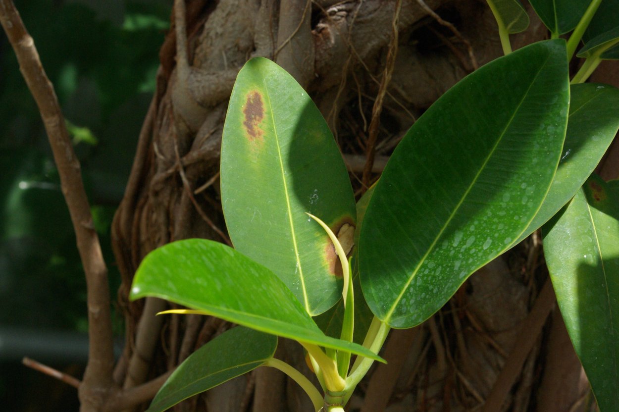 Колумнарис фикус