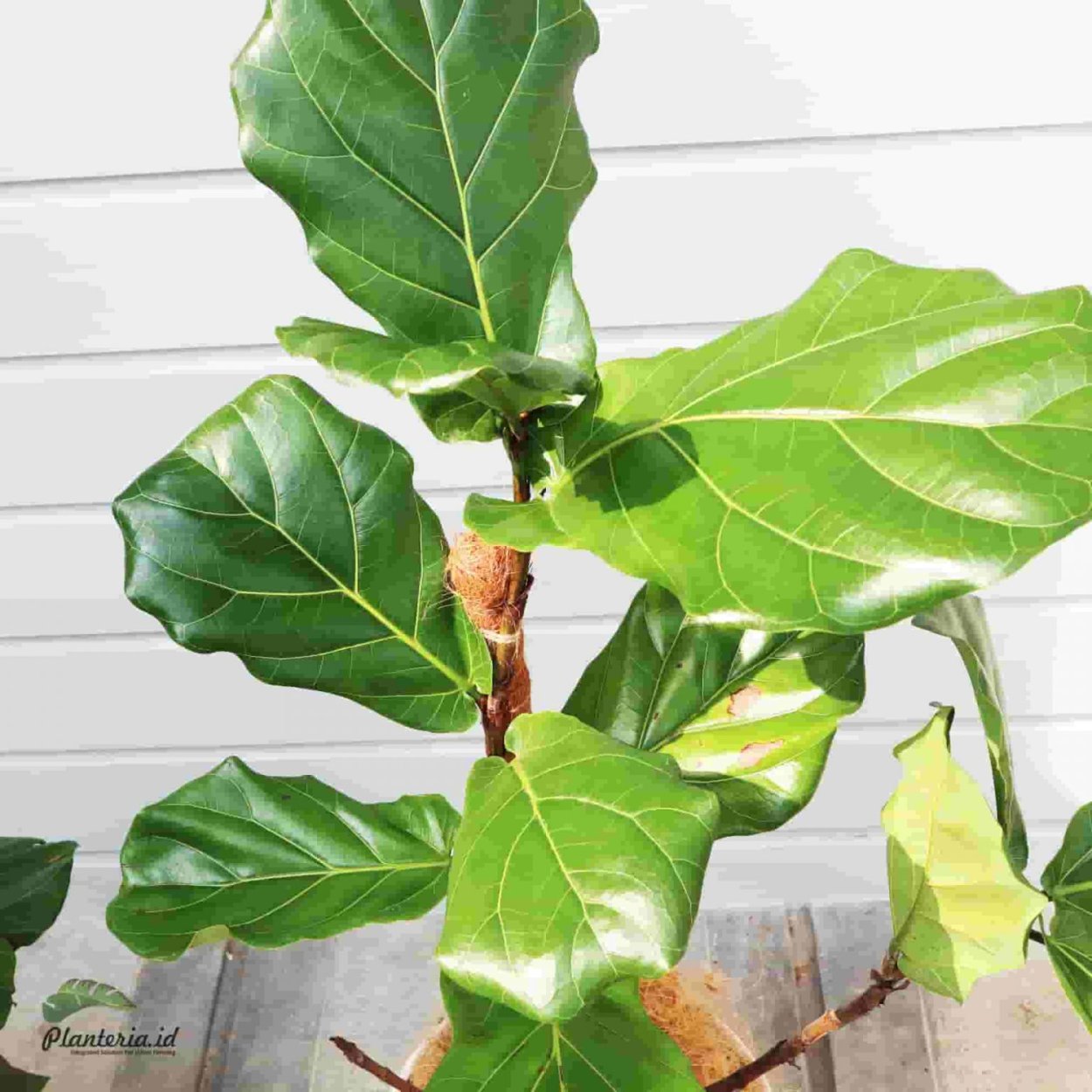 Фикус лирата почка