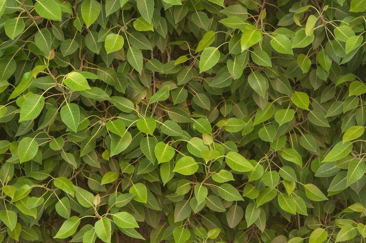 Фикус Ульмифолия