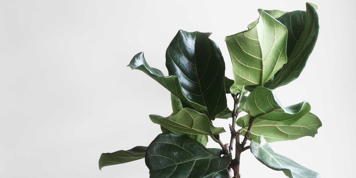 Фикус лирата верхушечная почка