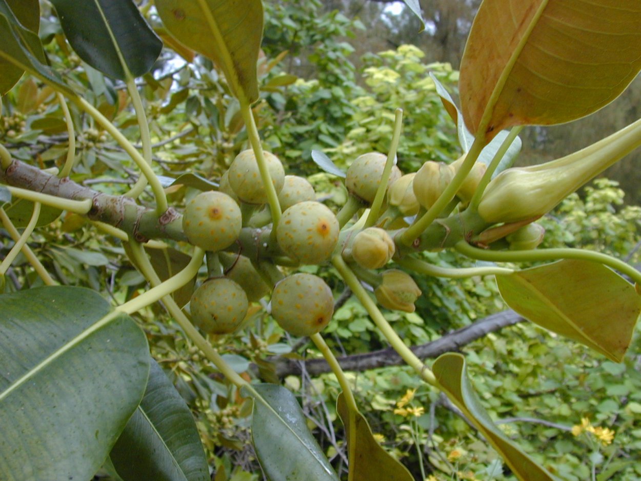 Фикус macrophylla