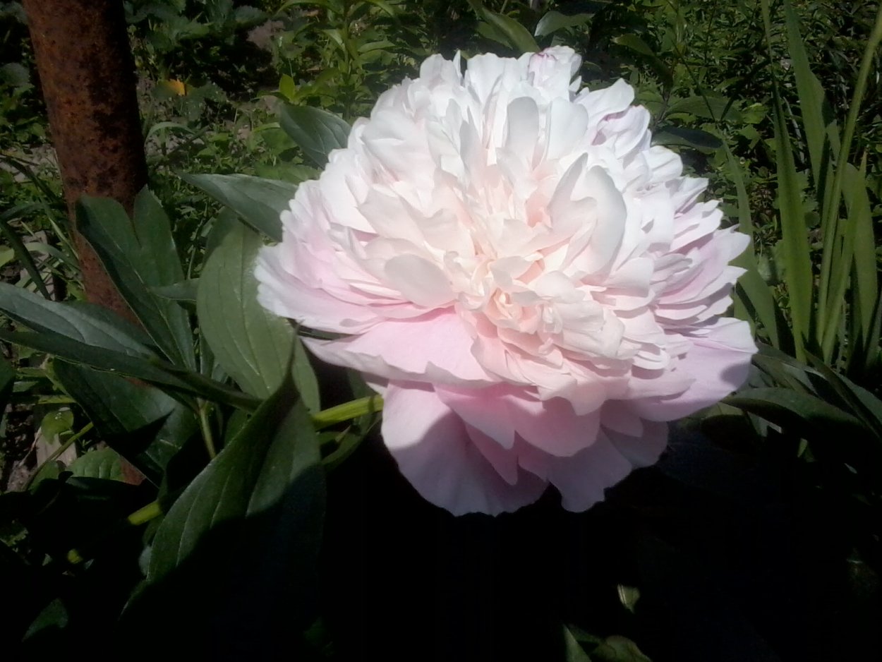 Пион Жанна Кайо