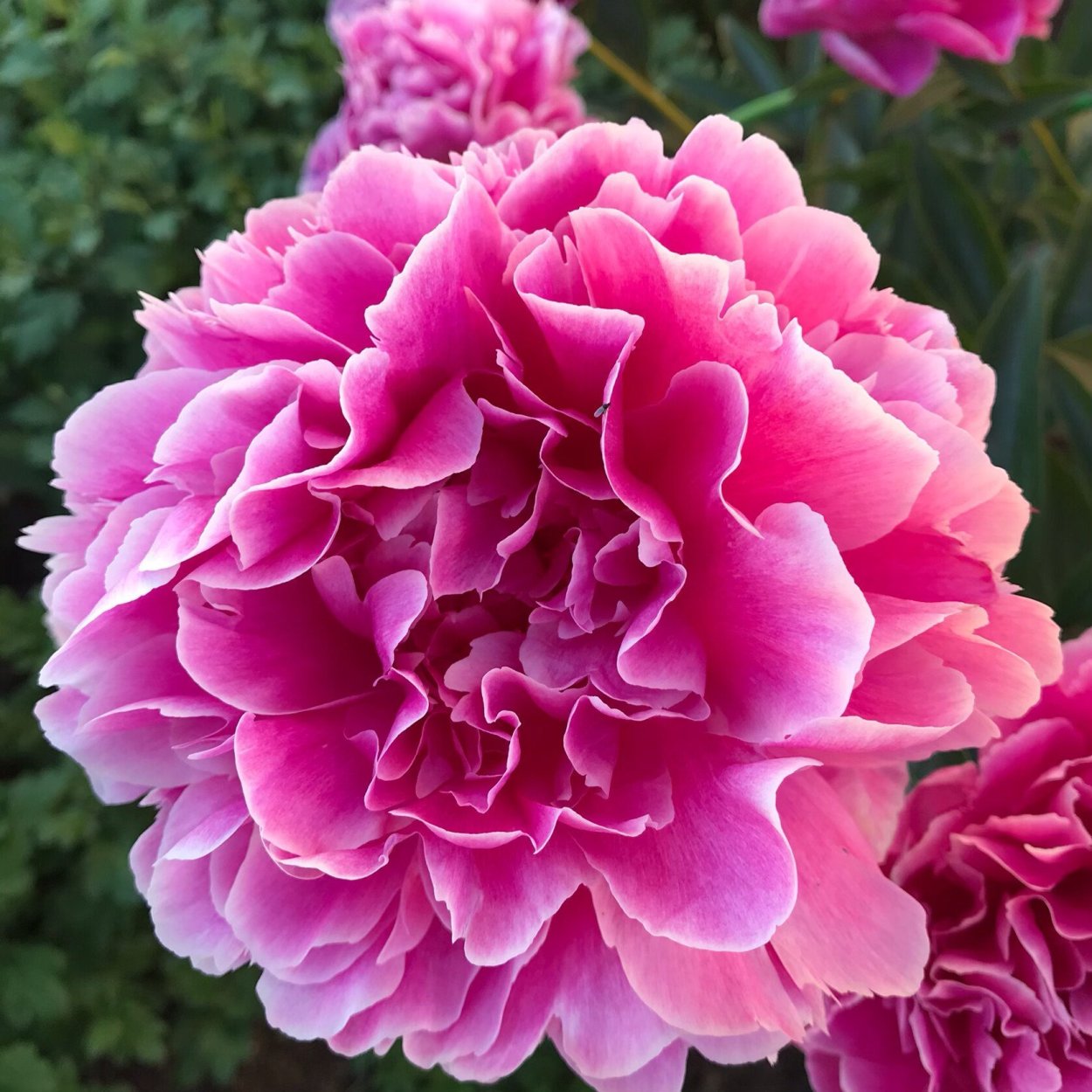 Пион Жанно Jeannot