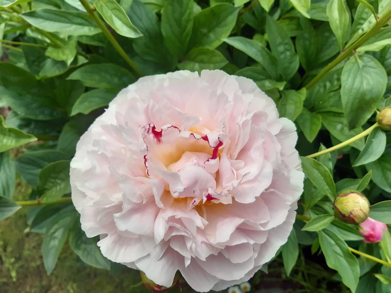 Пион Жанна дарк