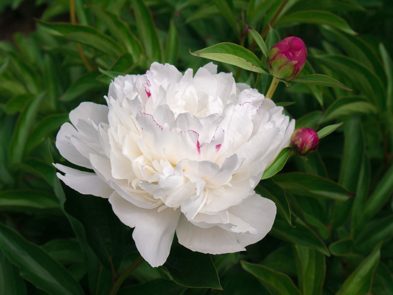 Пион омео Сноу