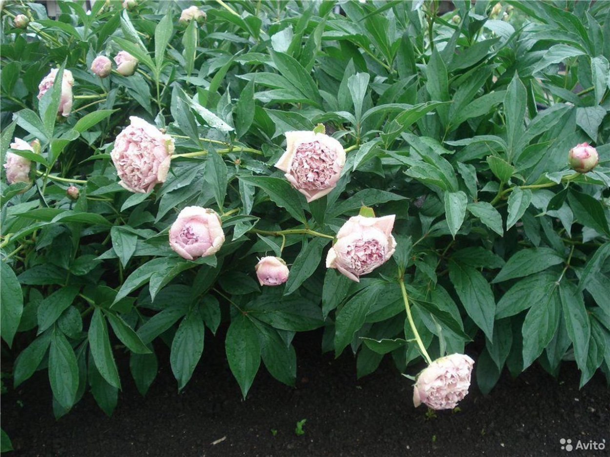 Пион сорт Жанно