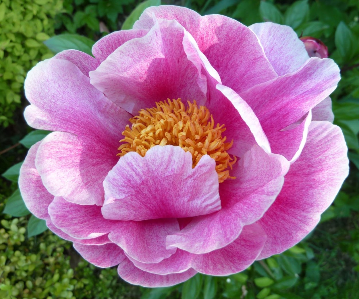 Пион Магнолия Флауэр