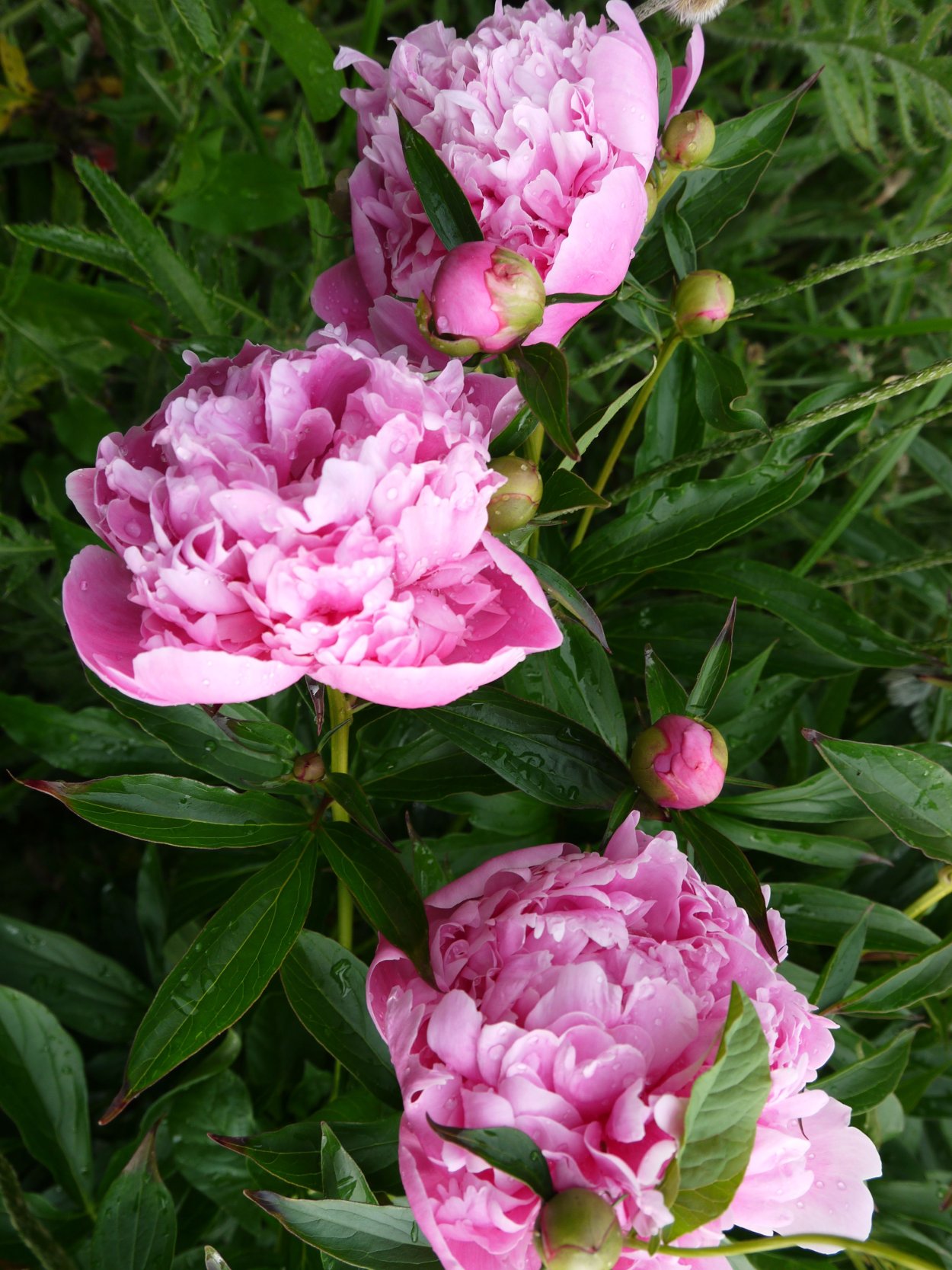 Пион Жанно Jeannot