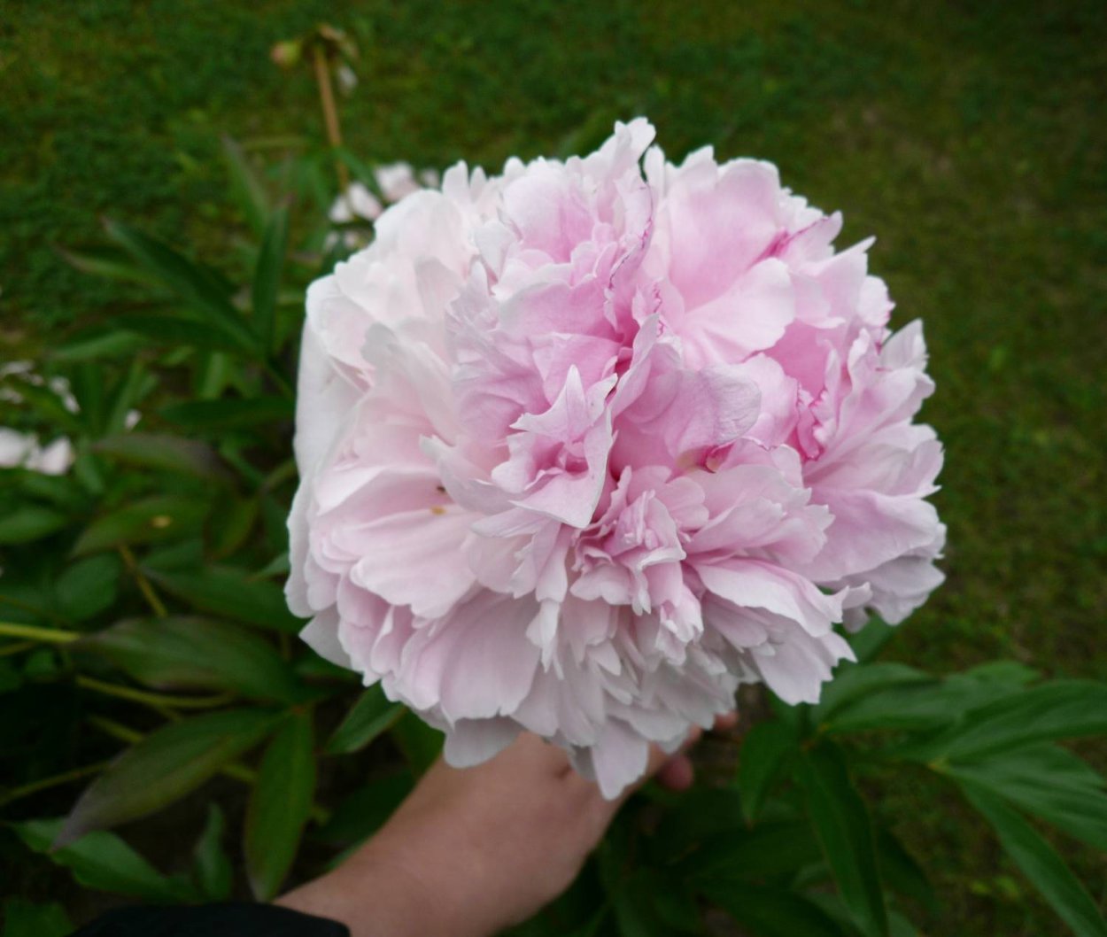 Пион Жанно Jeannot