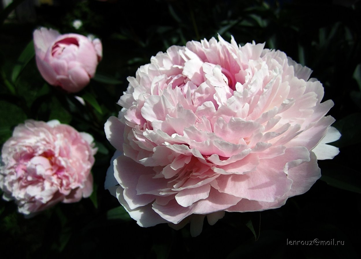 Пион Триумф дю Норд