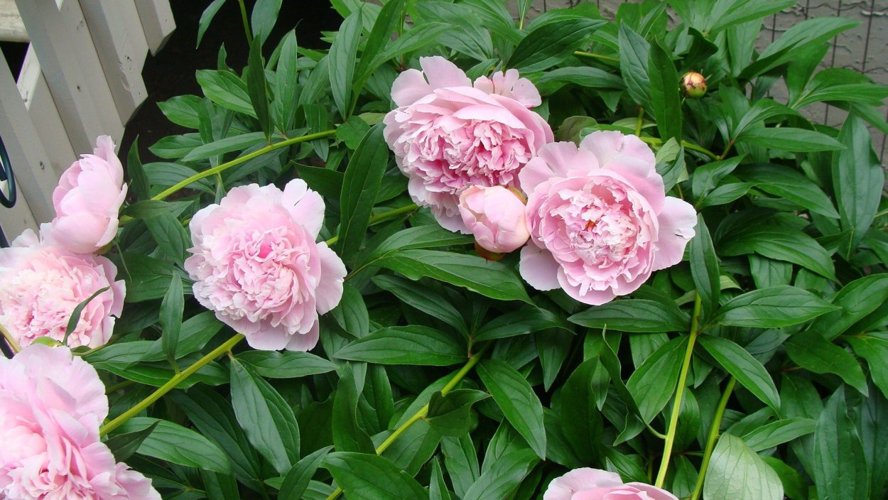 Пион Тернер