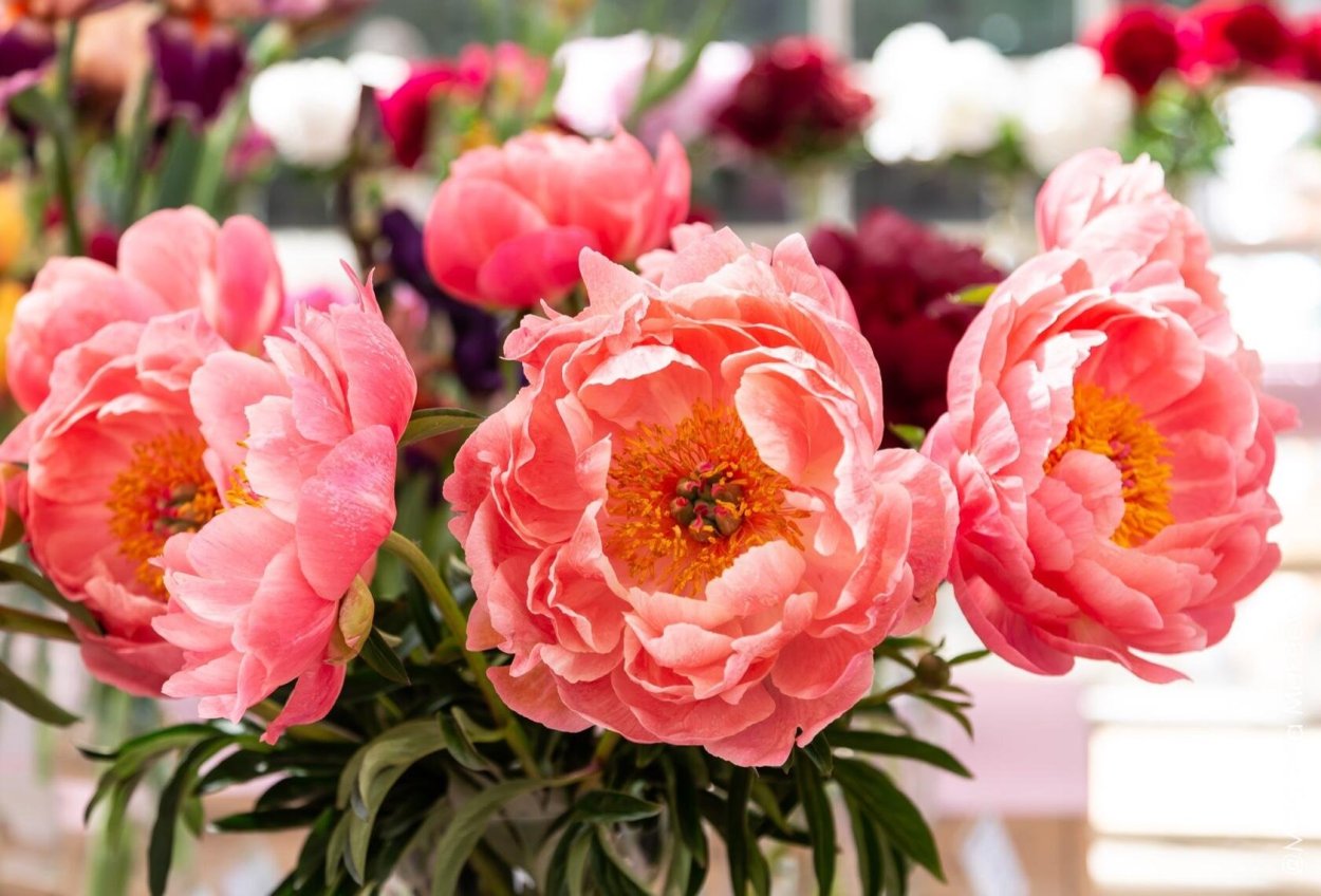 Пион Jeanne Cayeux