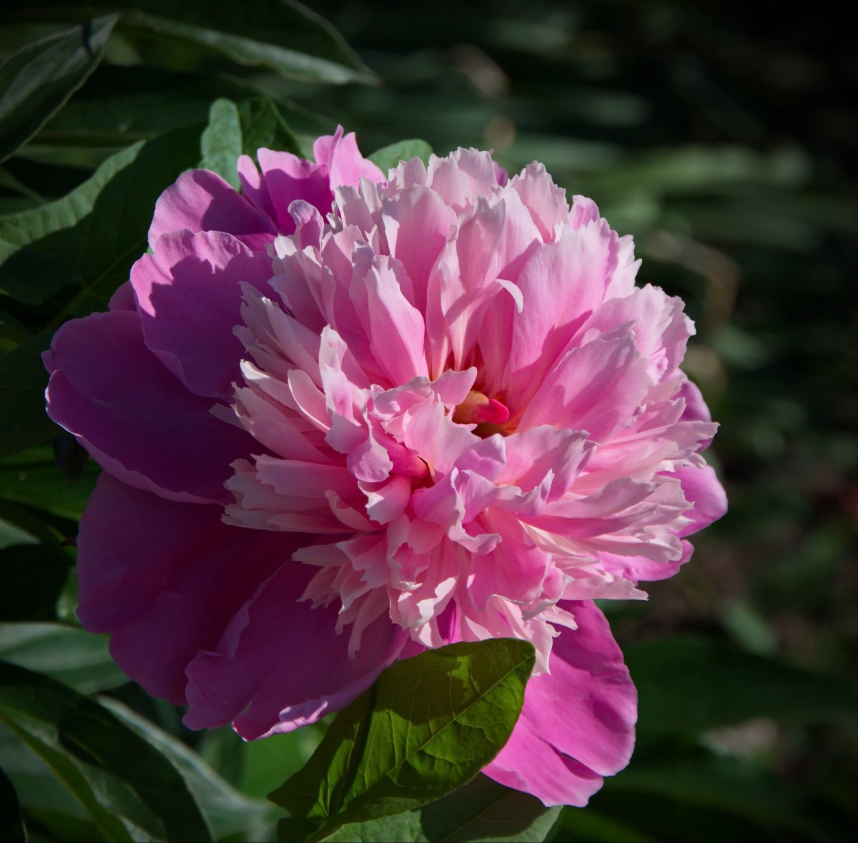 Пион леди Гамильтон