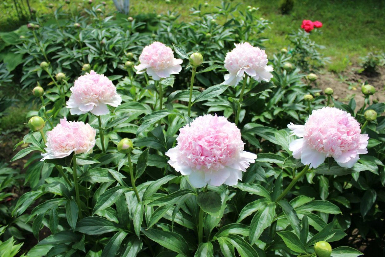 Пион-2м фото