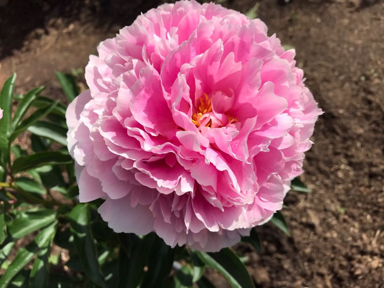 Пион Конингин Вильгельмина