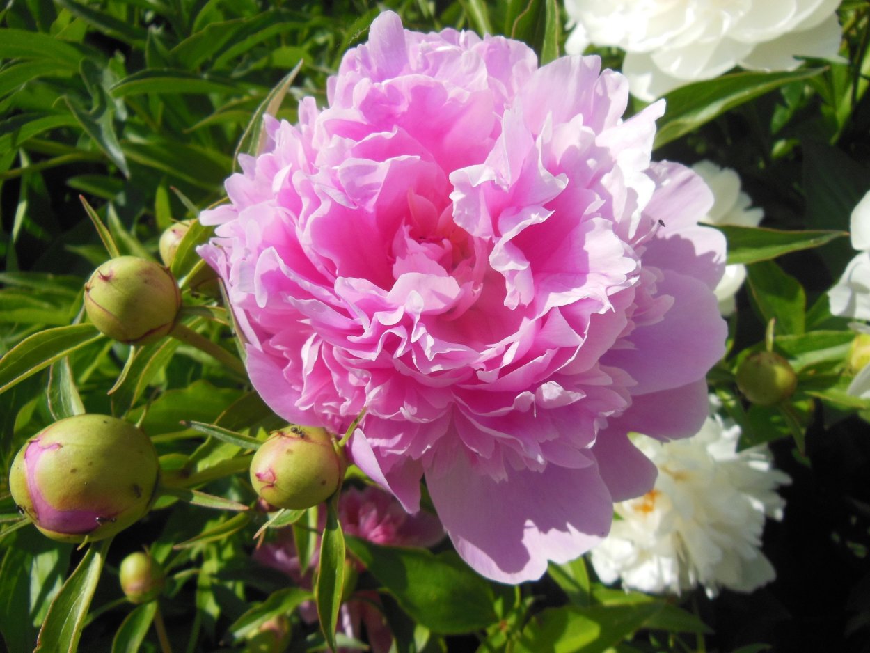 Пион Джулиска