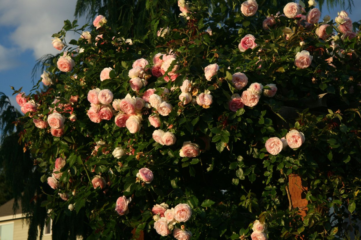 Роза плетистая глория клайминг