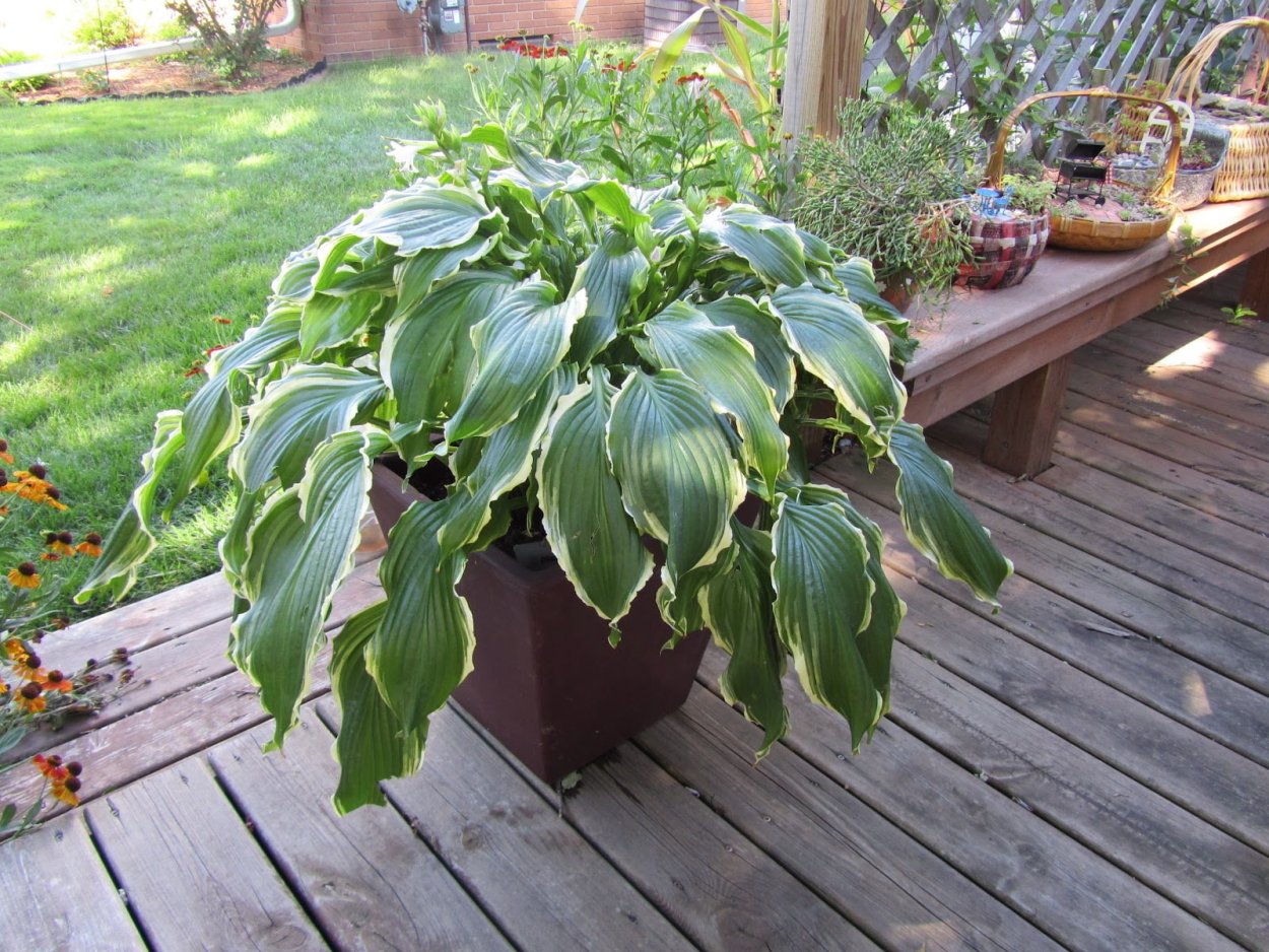 Хоста в вазоне