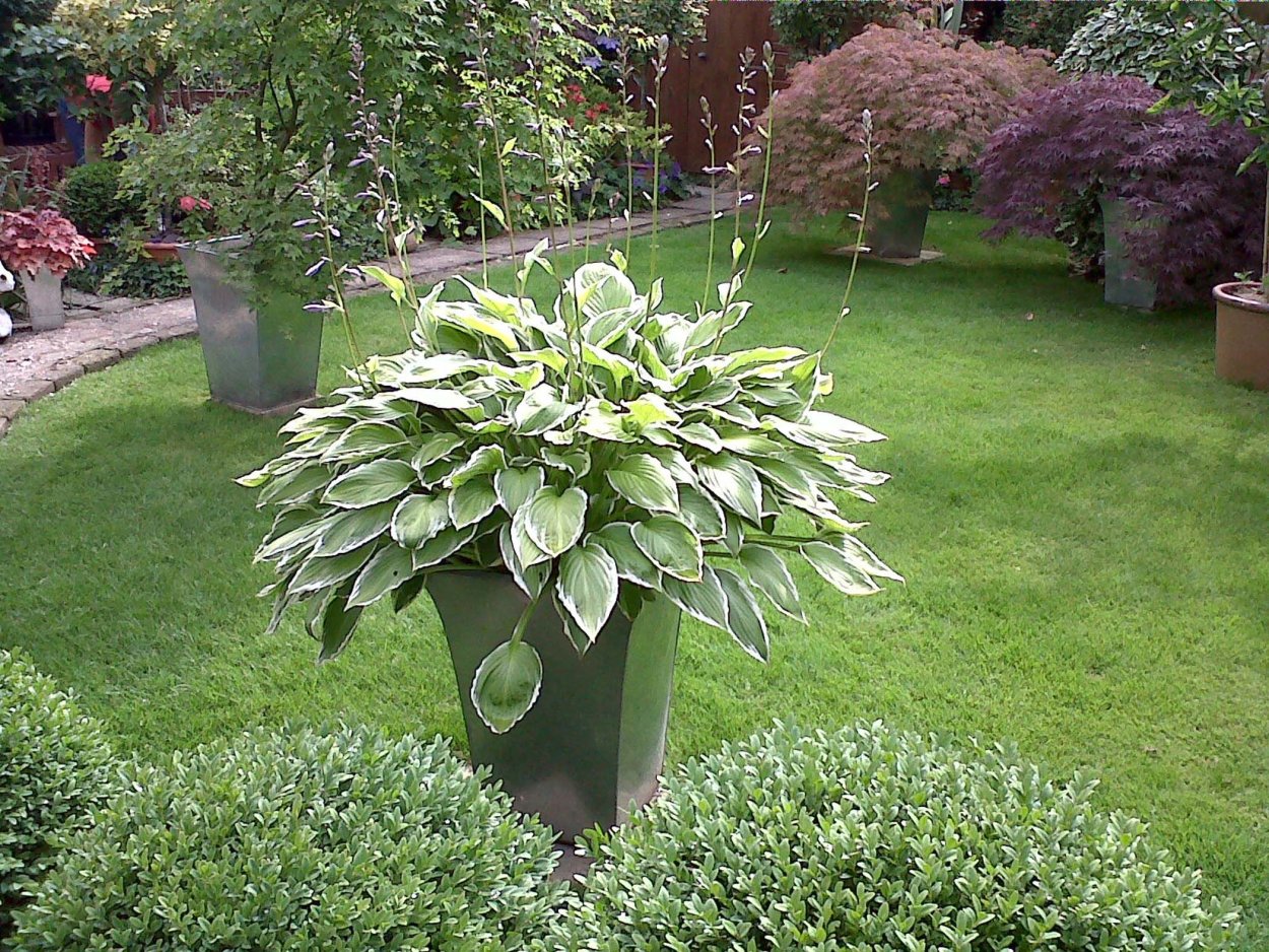 Хоста в приствольном круге