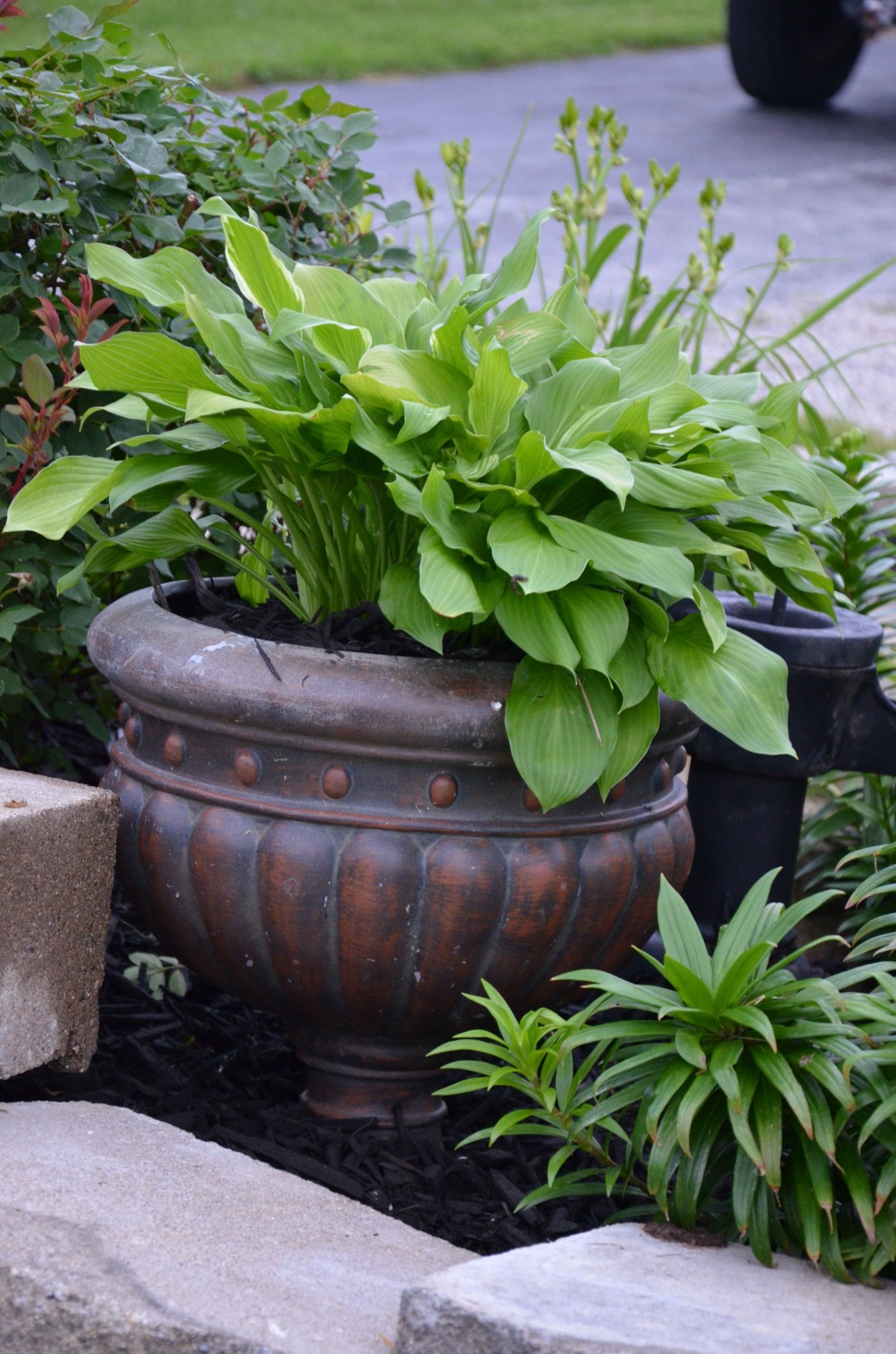 Хоста в горшке