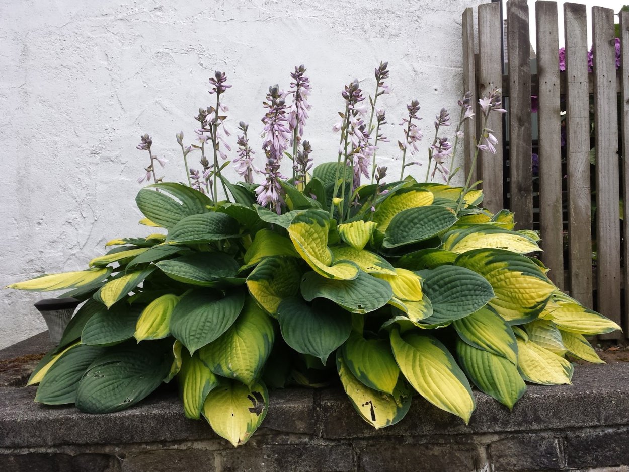 Хоста в горшке р9