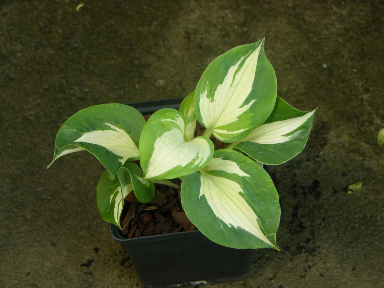 Хоста Lionheart