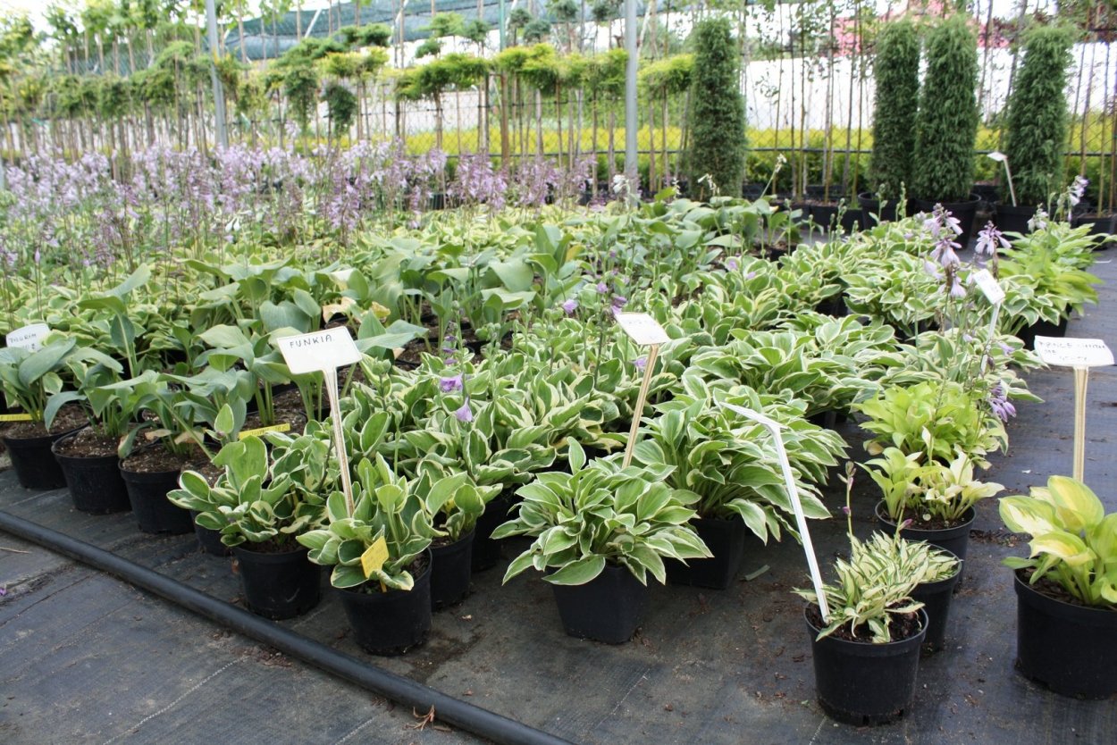 Хоста Франси ( горшок 2л)