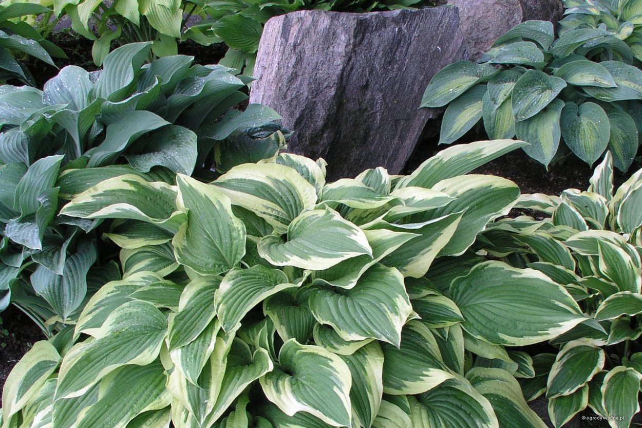 Хоста микс капер