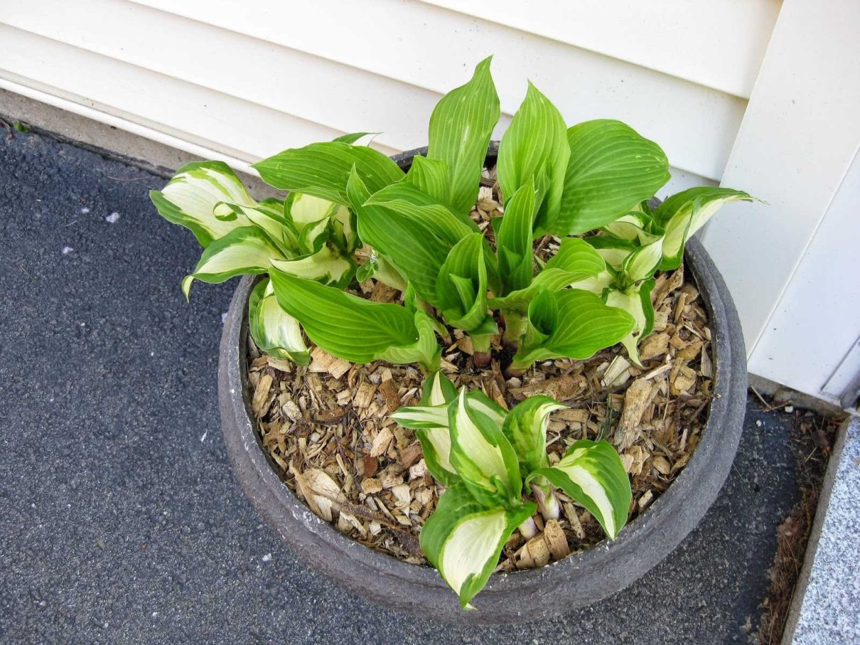 Хоста Франси ( горшок 2л)