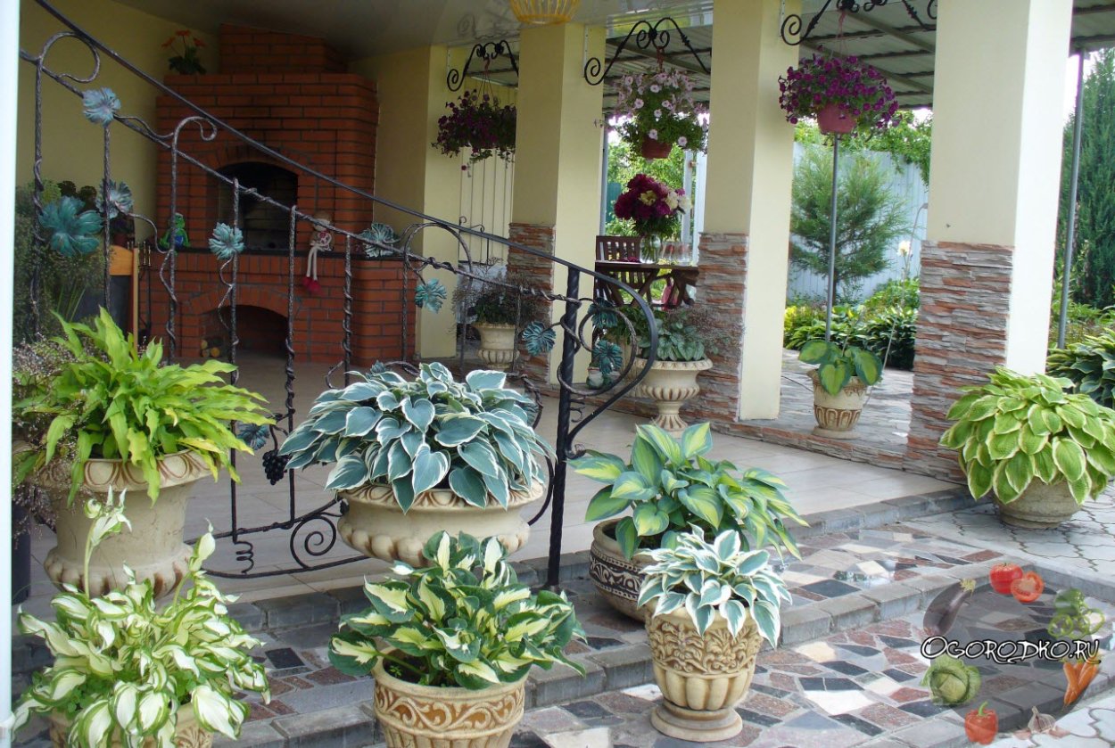 Хосты в горшках в саду