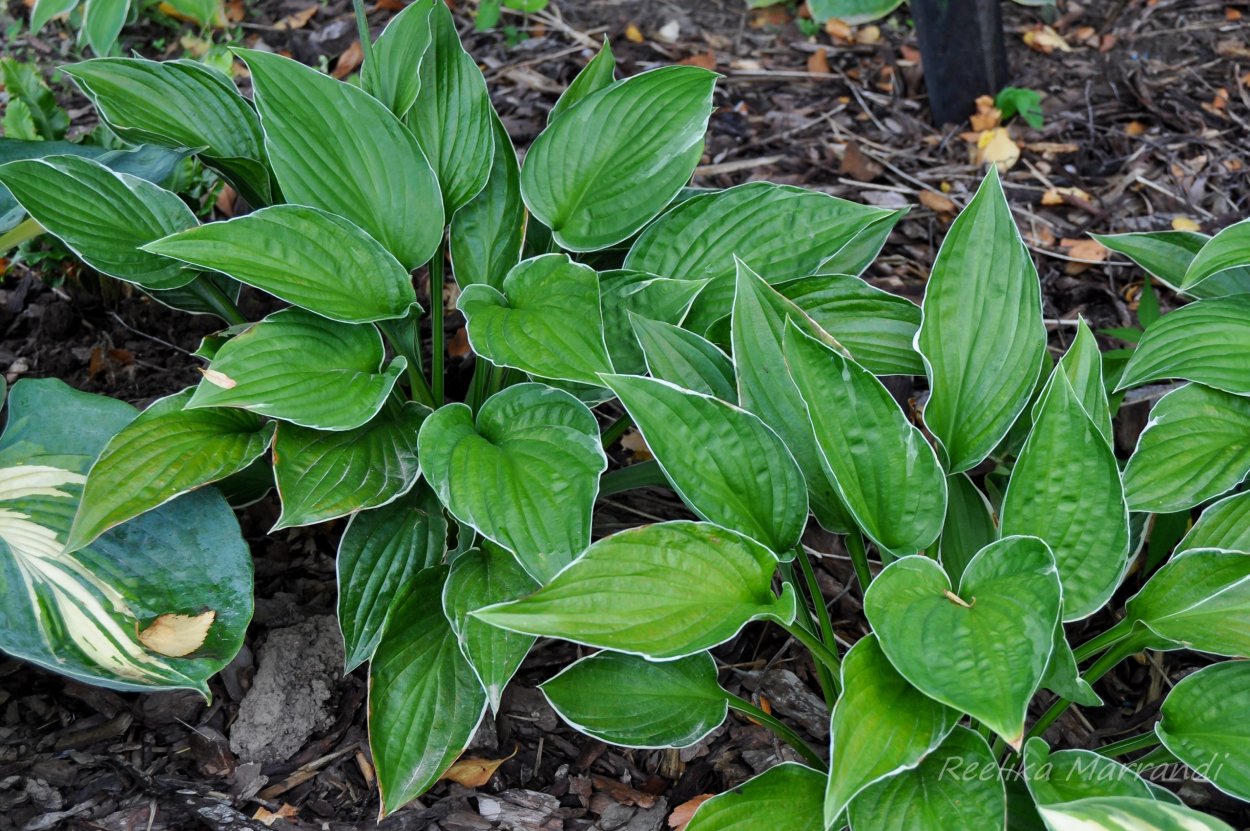 Хоста гибридная Индепенденс
