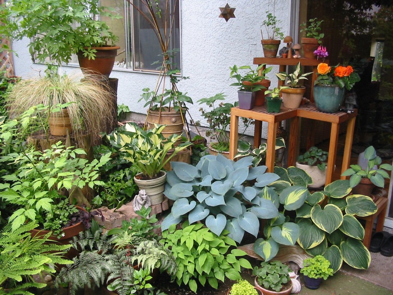 Хосты в горшках на даче