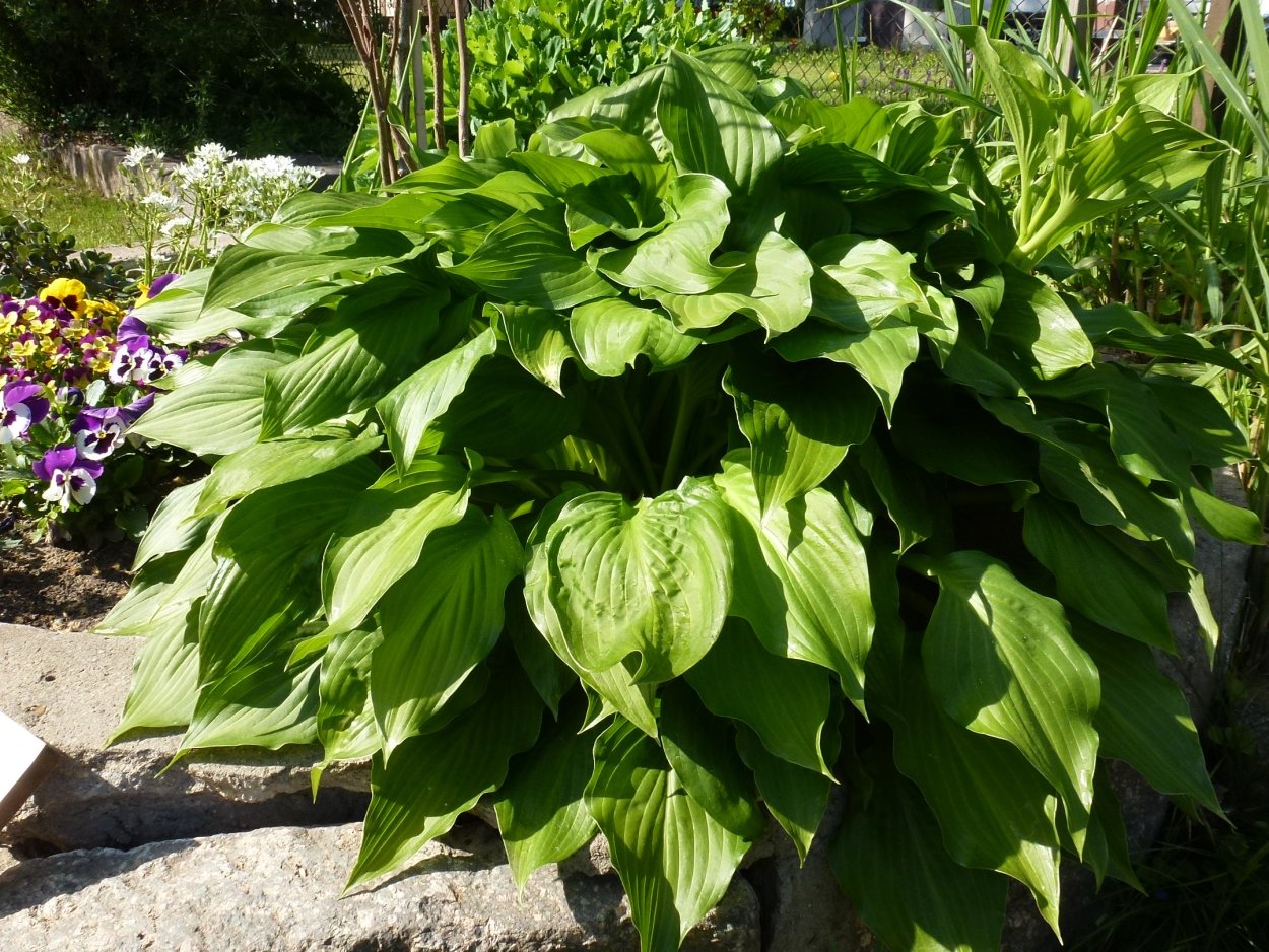 Хоста Инвизибл